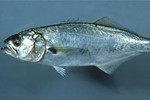 Рибите в Черно море