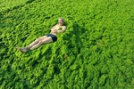 Водораслите